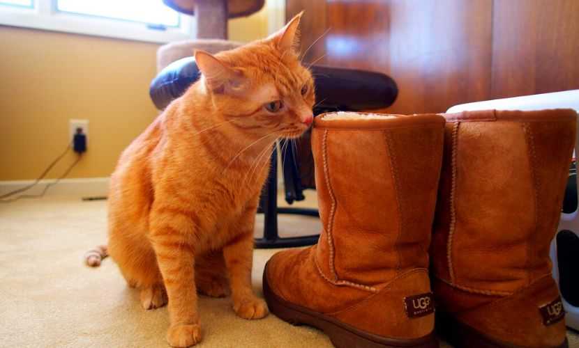 how to keep uggs from slouching
